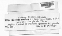 Hydropisphaera peziza image